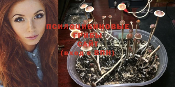 ПСИЛОЦИБИНОВЫЕ ГРИБЫ Покровск
